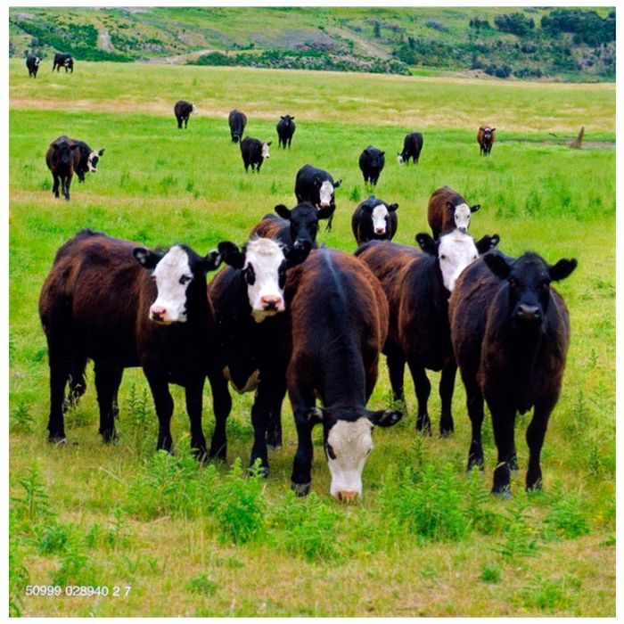 Компакт диск PINK FLOYD – Atom Heart Mother, 1970 (CD, Reissue, Remastered, Unofficial Release 2011)